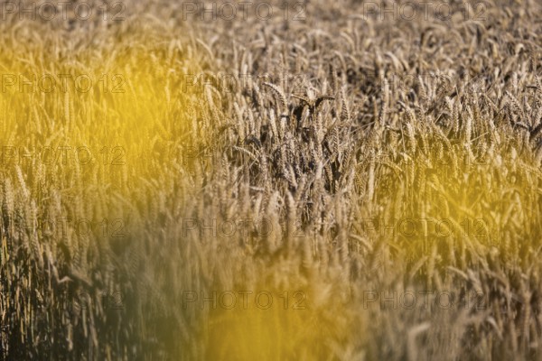 Golden wheat field with blurred yellow flowers in the foreground, Coxhill, Shepherdswell, Dover, Kent, Great Britain