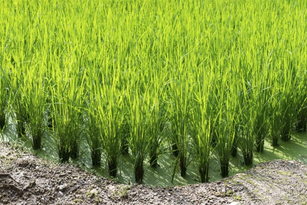 Green rice field background with young rice plants, South Korea, Asia