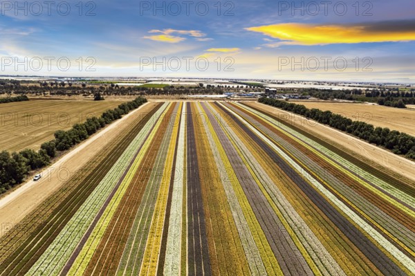 Large garden buttercups bloomed on the kibbutz field. Gorgeous striped flower field. Spring in Israel. Warm April day. Spectacular photos taken by drone