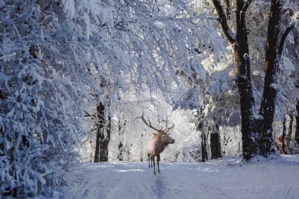 Cold sunny Christmas morning. Red deer antlered is a forest glade