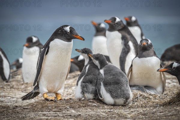 Gentoo penguin (Pygoscelis papua) with two chicks in a colony, Pebble Island, Falkland Islands, Great Britain, South Atlantic, South America
