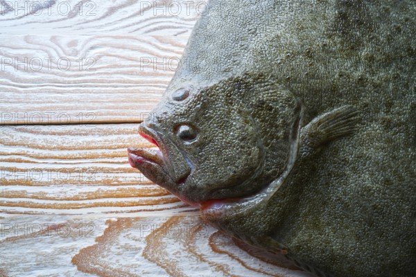 Turbot fish side view on white wooden table