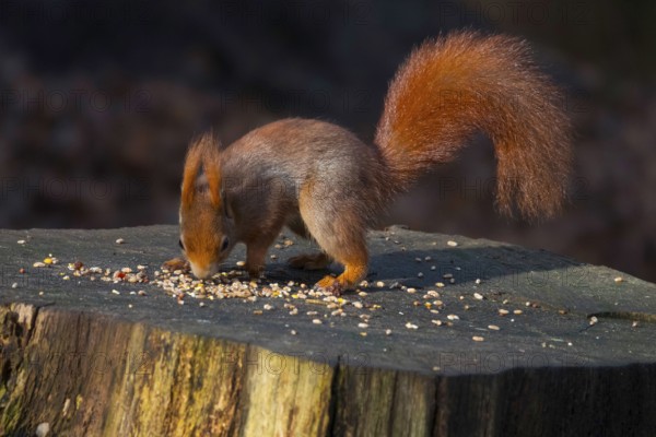 A stunning red squirrel perched on a tree stump, showcasing its bushy tail and alert demeanor surrounded by a rich, tranquil forest environment in mildenburg forest oostvoorne