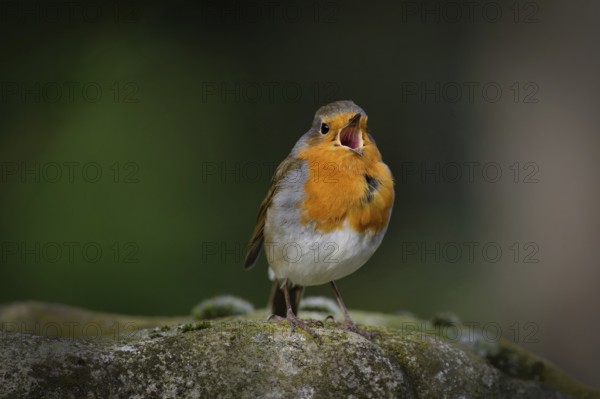 A small robin sits on a stone and sings with its beak wide open