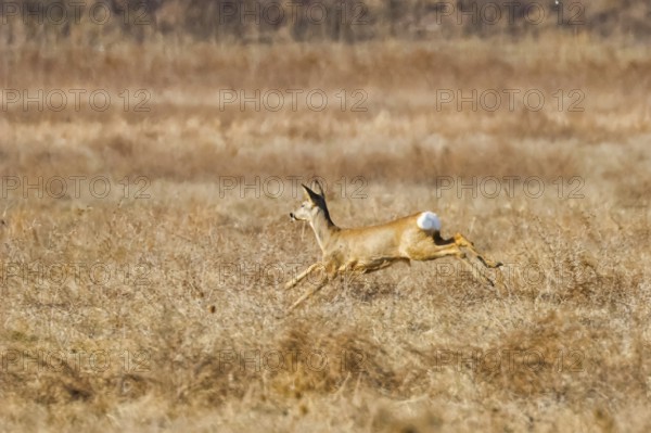 Wild roe deer in a field, spring time