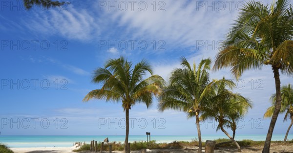 Holbox tropical Island palm tree beach in Quintana Roo of Mexico