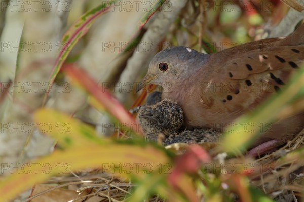 A dove is nurturing its chick in a nest amidst colorful leaves, Ruddy ground dove, Columbina talpacoti, Corozal district, Belize, Central America