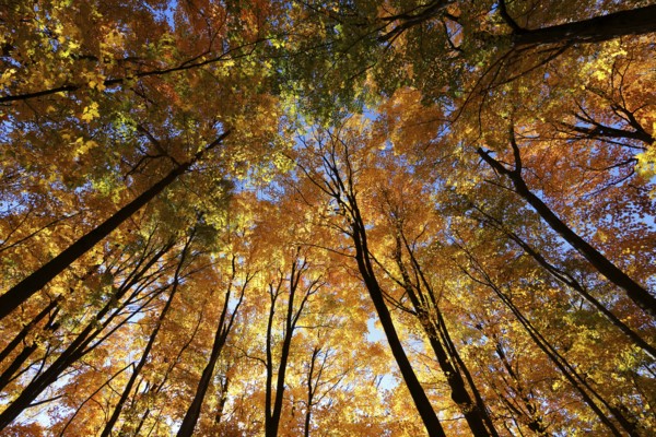 Nature, autumnal forest, view from below into the tree tops, Province of Quebec, Canada, North America