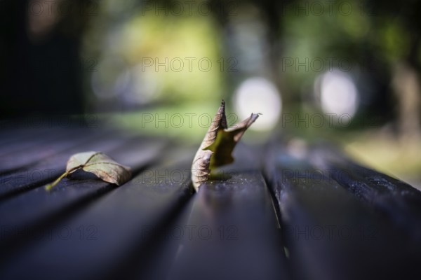 Autumn atmosphere, autumn leaves on a table in a park, Leoben, Styria, Austria, Europe