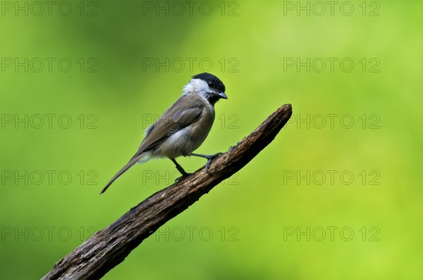 Marsh titmouse on a perch. Perched Marsh Tit