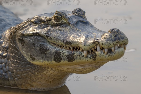 Caiman (Caimaninae), Crocodile (Alligatoridae), crocodile (Crocodylia), animal portrait, mouth closed, Pantanal, inland, wetland, UNESCO Biosphere Reserve, World Heritage Site, wetland biotope, Mato Grosso, Brazil, South America