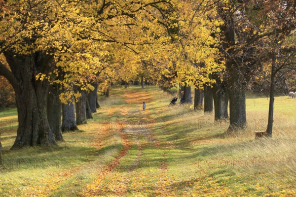 View through the avenue of lime trees on Friedenshöhe in Flacht
