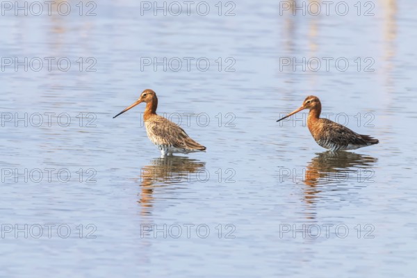 Black Tailed Godwit (Limosa limosa) Wader Birds Foraging
