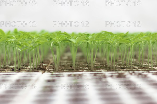Greenhouse seedling. Close-up of green seedling growing. Selective focus