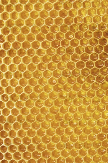 Honey with honeycombs in cells, background of bee frames, shine of honey in the sun