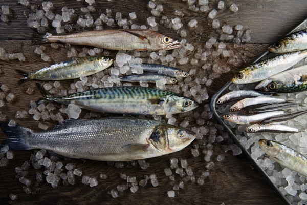 Fresh fishes mix hake seabass sardine mackerel anchovies on ice and wood