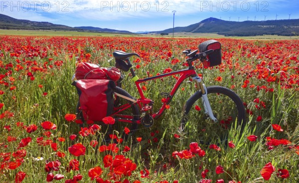 Camino de Santiago in bicycle Saint James Way of Levante spring poppies