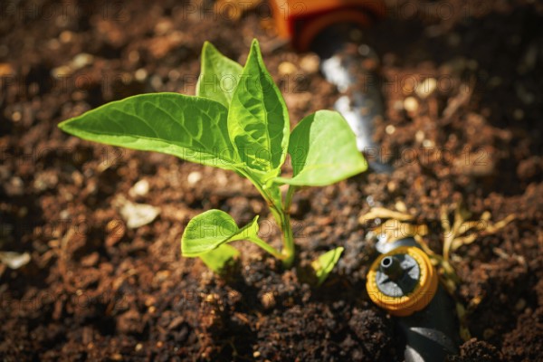 Pepper sprout seedling plant on orchard homestead soil