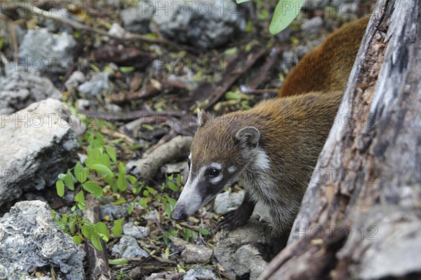 Coati ring Tailed Nasua Narica animal in South America