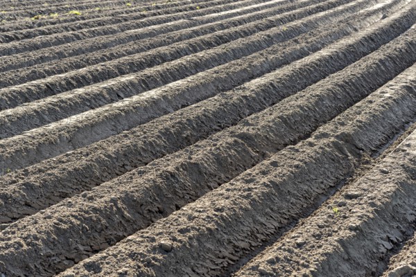 Prepared soil for potatoes in spring