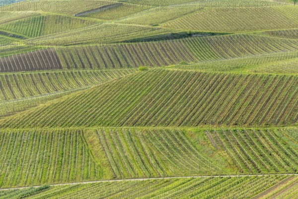 Vines flourishing on stony and volcanic soils. This gives excellent wines with a particularly strong mineral character. Sasbach am Kaiserstuhl, Emmendingen, Bade-Wurtemberg, Allemagne
