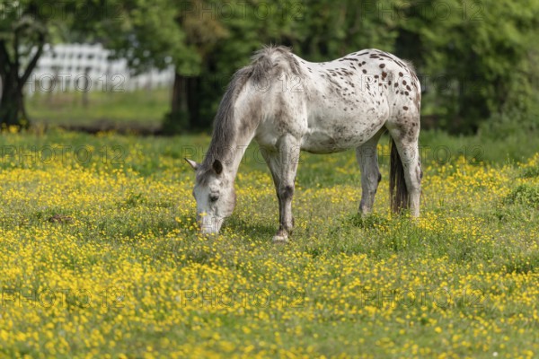 Horse in a green pasture filled with yellow buttercups. Bas-Rhin, Collectivite europeenne d'Alsace, Grand Est, France, Europe