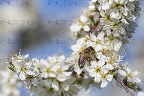 Honey bee collecting pollen from flowers. Spring nature. Bee collects nectar from the white flowers