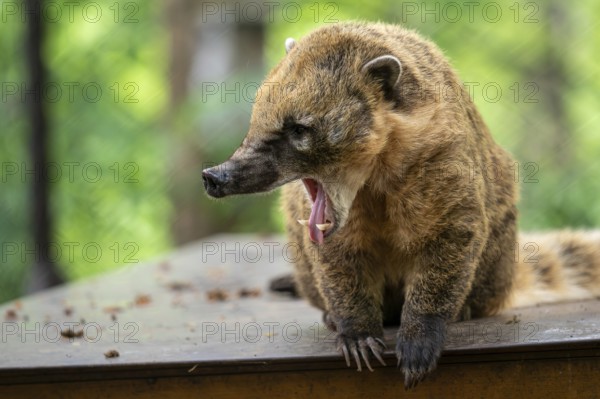 South American Coati (Nasua Nasua)