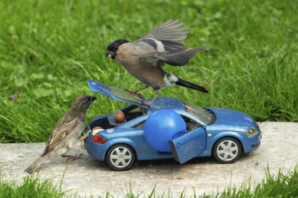 Bullfinch female with open wings on open boot of blue Audi TT model car standing on stone slab in green grass House sparrow looking threateningly left