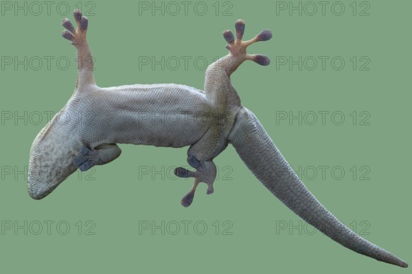 Bottom view of a gecko. Standing's day gecko, Phelsuma standingi