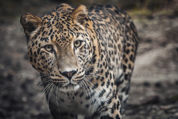 Persian leopard, Panthera pardus saxicolor