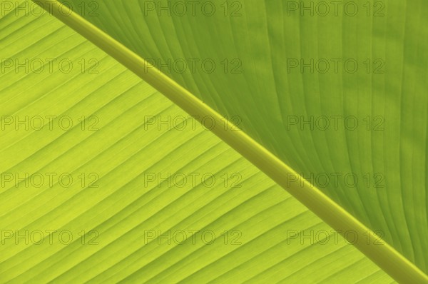 Green Leaf close-up, Close-up of a vibrant green banana leaf showing its texture and natural pattern
