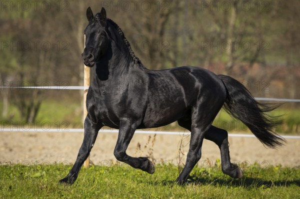 Friesian stallion in the pasture in autumn