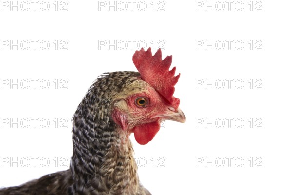 Coucou Cou Marans hen original from France on white background