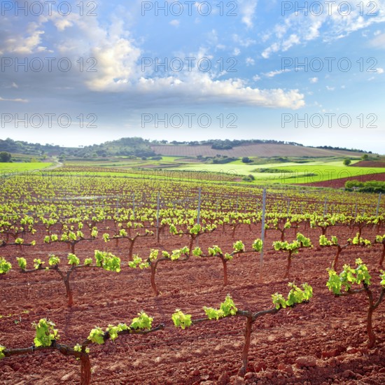 La Rioja vineyard fields by The Way of Saint James in Logrono