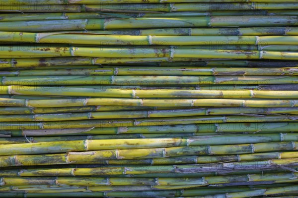 River green cane harvest texture pattern background in Valencia Parc de Turia of Spain