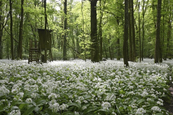 Wild garlic flower (Allium ursinum), spring, Germany, Bavaria, Lower Franconia, Europe