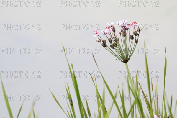 Flowering rush, Butomus umbellatus, Swan flower