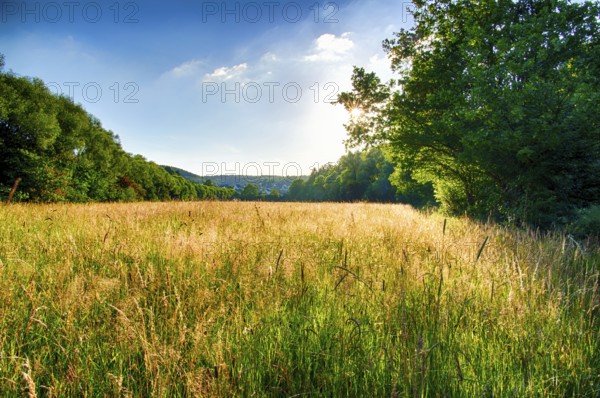 Evening sun in summer