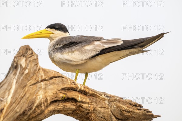 Large-billed Tern (Phaetusa simplex), Pantanal, inland, wetland, UNESCO Biosphere Reserve, World Heritage Site, wetland biotope, Mato Grosso, Brazil, South America