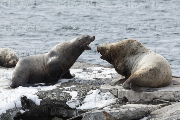 Nature of Kamchatka: rookery Steller Sea Lion or Northern Sea Lion (Eumetopias Jubatus) . Russia, Kamchatka Peninsula, Avachinskaya Bay, Petropavlovsk-Kamchatsky City