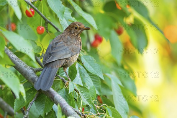 Blackbird (Turdus merula), one, individual, biotope, habitat, perch, garden, Neuhofen, Rhineland-Palatinate, Federal Republic of Germany
