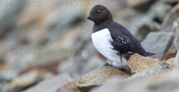 Cory's Grebe, Plautus alle, Dovekie, Little Auk, (Mergule nain), Mérgulo atlántico, Longyearbyen, Svalbard / Spitsbergen, Norway, Europe