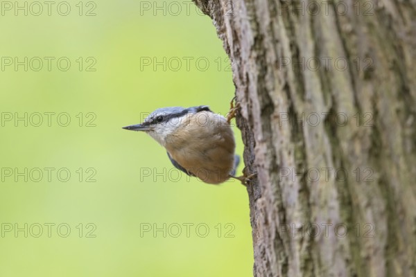 Eurasian nuthatch (Sitta europaea), Sittelle torchepot, Trepador Azul, Neustadt an der Weinstraße County, Tiszaalpár, Kiskunsági National Park, Bács-Kiskun, Hungary, Europe