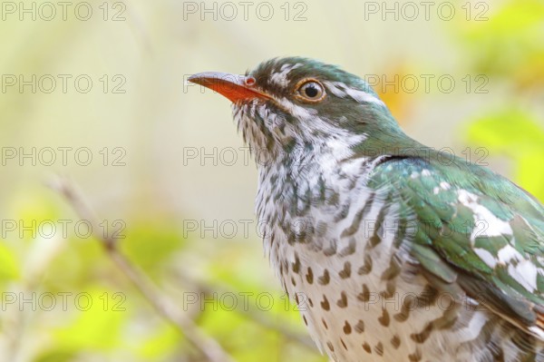 Golden cuckoo, Afrotropical species, family of golden cuckoos, cuckoo, (Chrysococcyx caprius), Wadi Darbat, Salalah, Dhofar, Oman, Asia