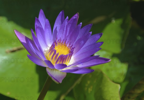 Purple petals, purple and yellow stamens and green leaves of a lotus flower, Heviz, Hungary, Europe