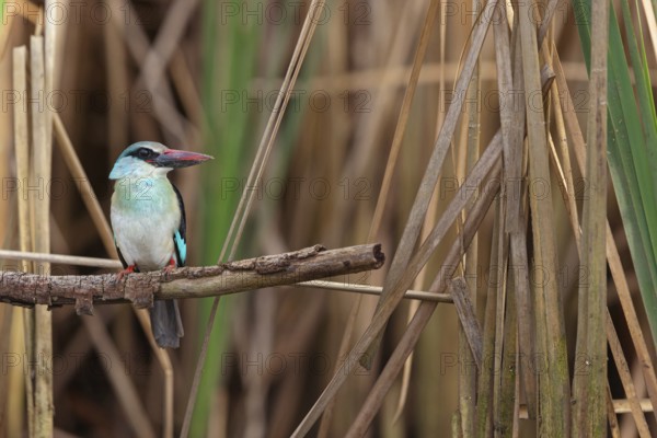 Kingfisher, (Halcyon malimbica), kingfisher family, perching bird, Africa, Gambia, Kotu creek canoe trip, Kotu, South Bank, Gambia, Africa
