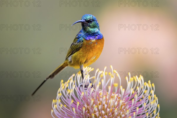 Orange-breasted sunbird (Anthobaphes violacea), Nectarinia violacea, Orange-breasted Sunbird, Souimanga orangé, Suimanga pechinaranja, Harold Porter National Botanical, Betty's Bay, Western Cape, South Africa, Africa