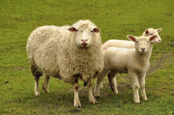 North German grazing sheep with white lambs