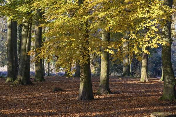 An autumnal forest with sunlight shining through the yellow leaves of tall trees, borken, North Rhine-Westphalia, germany